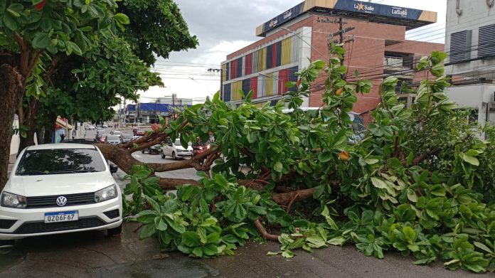 Árvore tomba na avenida Dom Pedro e complica o trânsito na via